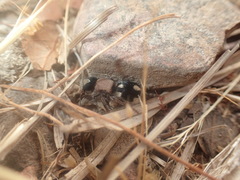 Ronisia barbarula