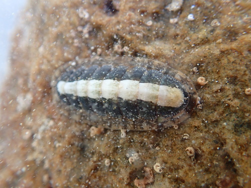 Ischnochiton elongatus observed 2026-09-29