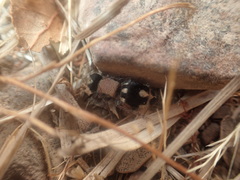 Ronisia barbarula
