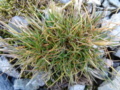 Deschampsia antarctica
