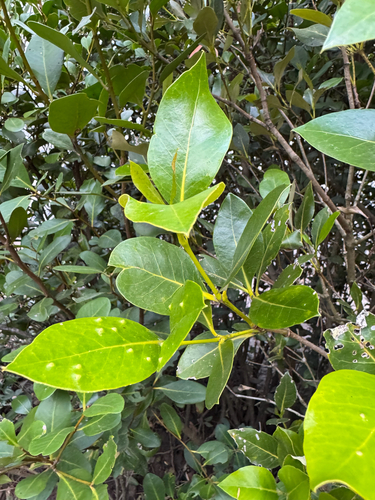 Avicennia marina observed 2026-09-29