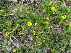 Potentilla brauniana