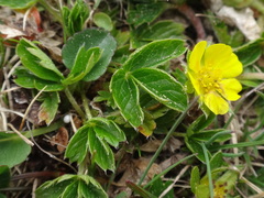 Potentilla brauniana