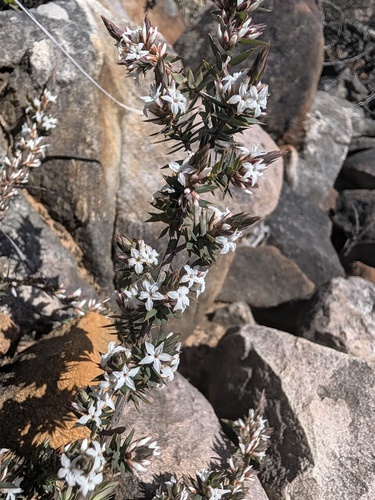 Brachyloma depressum, 2026-09-23