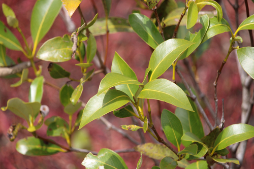 Avicennia marina observed 2026-09-29