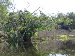 Macrolobium acaciifolium