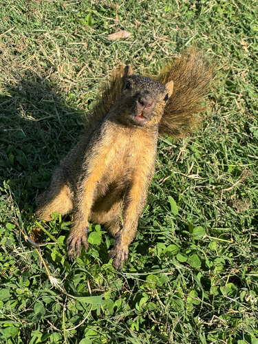Eastern Fox Squirrel