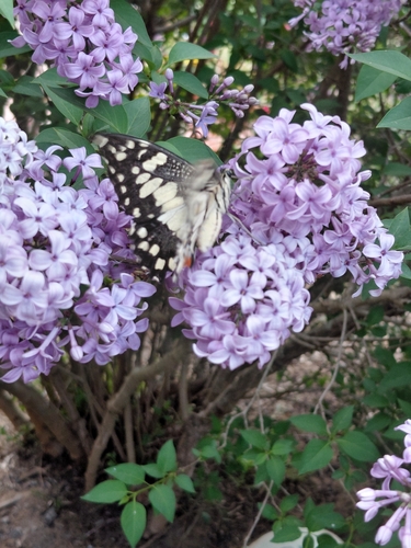 Lime Swallowtail