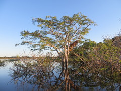 Macrolobium acaciifolium