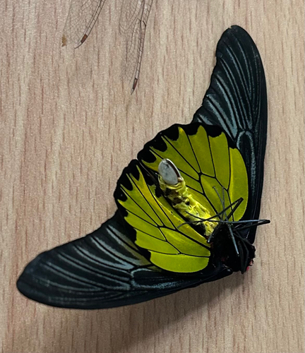 Golden Birdwing