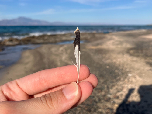 Plume de Tarier des prés