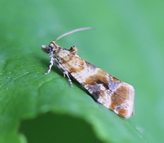 Lobesia reliquana