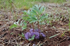 Hydrophyllum capitatum