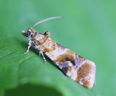 Lobesia reliquana