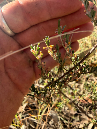 Pultenaea retusa observed 2026-09-29