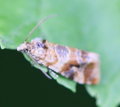 Lobesia reliquana