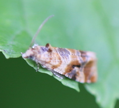 Lobesia reliquana