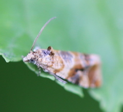 Lobesia reliquana