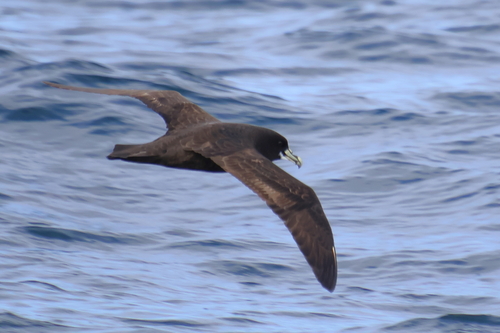 iNaturalist image