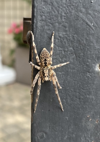 Mediterranean Spiny False Wolf Spider