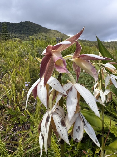 Calanthe tankervilleae observed 2026-09-29