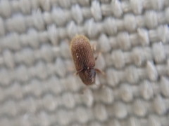Kissophagus vicinus