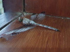 Zyxomma obtusum