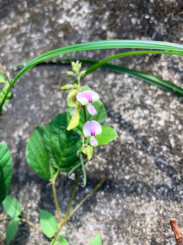 Neustanthus phaseoloides observed 2026-09-27