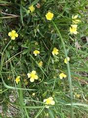Potentilla erecta