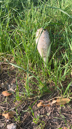 Shaggy Mane