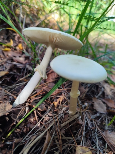 False Death-cap