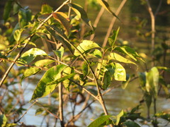 Myrciaria dubia