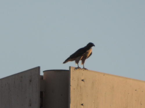 Red-tailed Hawk