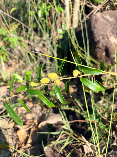 Helicteres angustifolia observed 2026-09-27