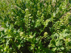 Lepidium oblongum