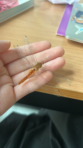 Wandering Glider
