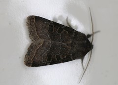 Protorthodes oviduca