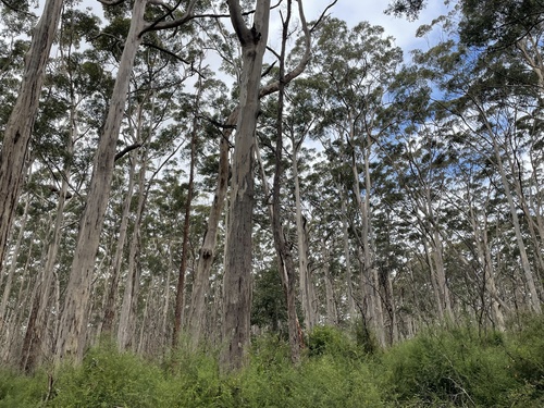 Eucalyptus diversicolor observed 2026-09-29