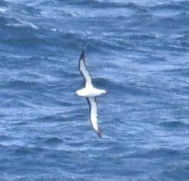 iNaturalist image