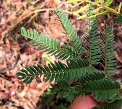 Acacia glaucocarpa
