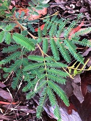 Acacia glaucocarpa