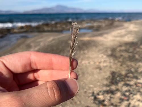 Plume de Alouette calandrelle