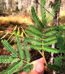 Acacia glaucocarpa