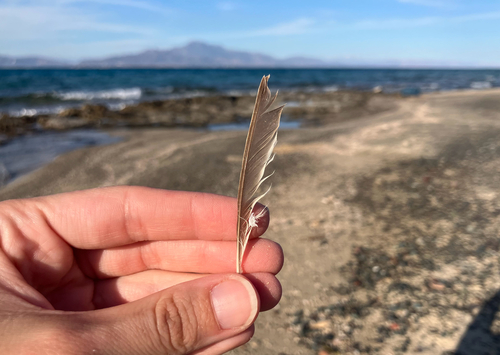 Plume de Rousserolle turdoïde