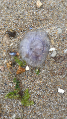 Cyanea lamarckii