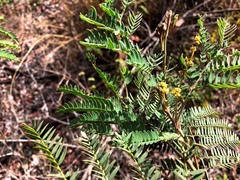 Acacia glaucocarpa