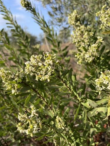 Flax-leaved Daphne