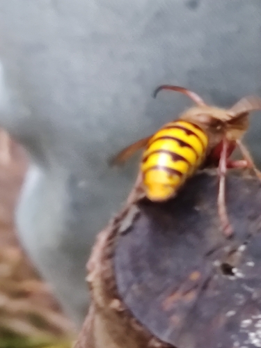 European Hornet