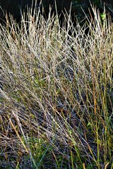 Juncus kraussii