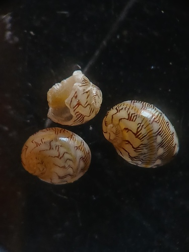 Smaragdia souverbiana observed 2026-09-29